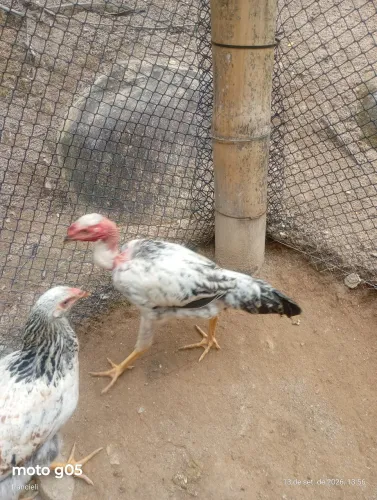 Vende-se 2 galos e 2 galinhas 