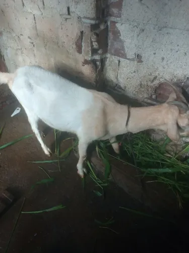 Cabra da raça sani r$ 500