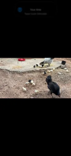 Pintinhos caipira