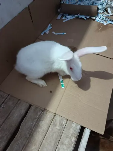 Coelhos