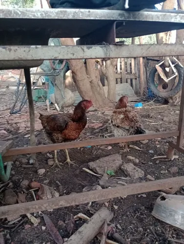 Leinha