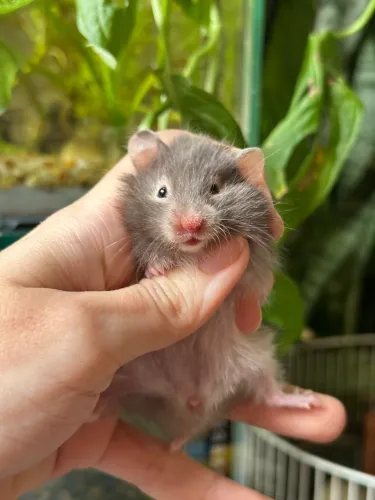 Hamster Sírio Angorá
