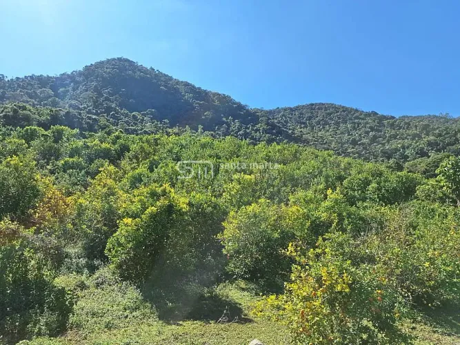 FAZENDA PRODUZINDO LIMÃO SICILIANO ORGÂNICO | ITAJUBÁ - MG