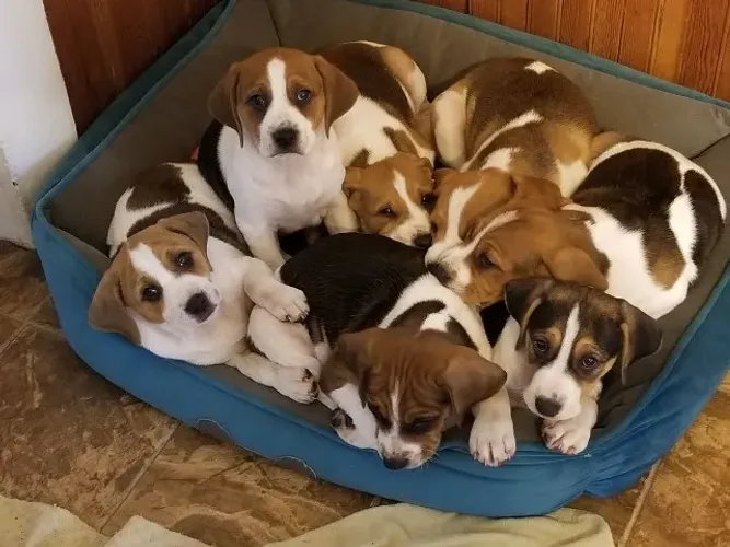 Beagle docil