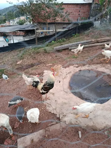 Vendo galinhas pingo de ouro porte grande