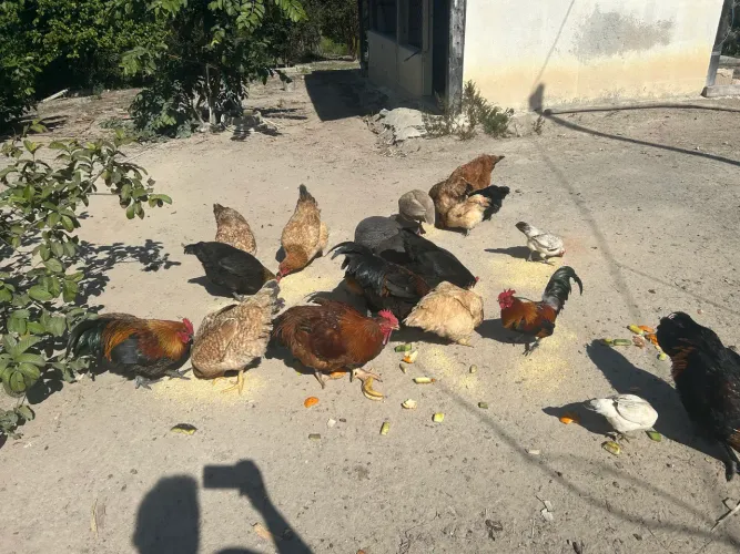 Vendo galinhas caipiras 