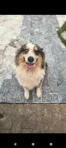 Lindo Pastor Australiano Merlin para cobertura (cruzamento)