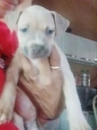 Pitbull fêmea 