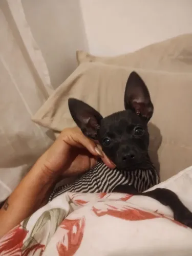 Filhote de Pinsher, número 1 , macho está vermífugado está com 2 meses e orelhas já em pe