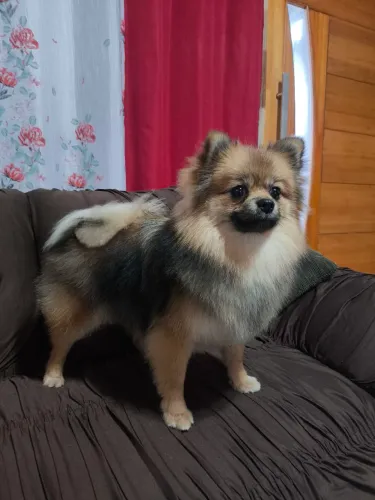 Sptz alemão a venda