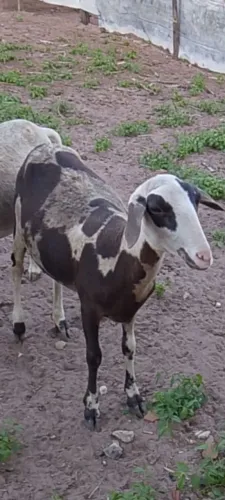 Marrans de ovelhas
