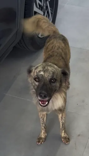 Cão para doação