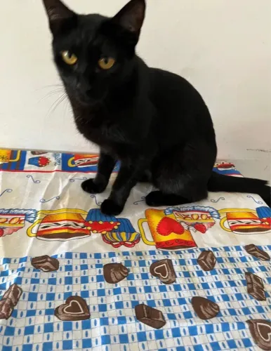 Gata preta fêmea doação 