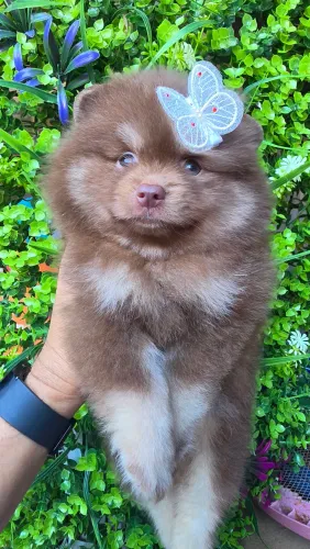 Spitz alemã fêmea Lulu da Pomerânia