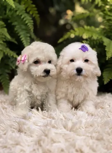 Poodle toy