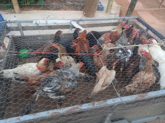 Galinhas e frangos