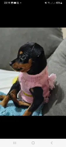 Filhote de pinscher