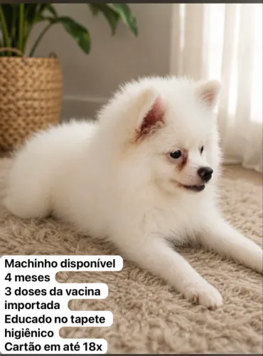 Spitz alemão