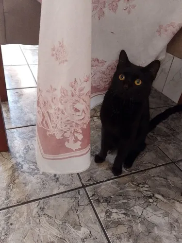 Doação gatinho preto macho 