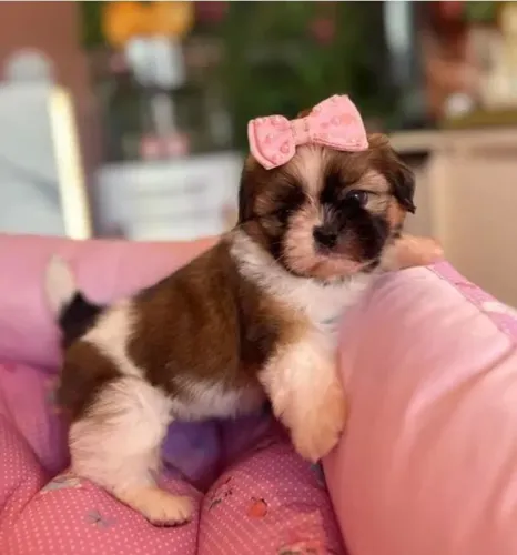 Shih-tzu com pedigree