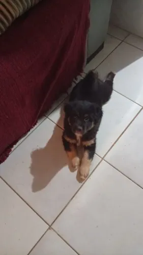 Vendo border collie filhote com 2 meses e vermifugado