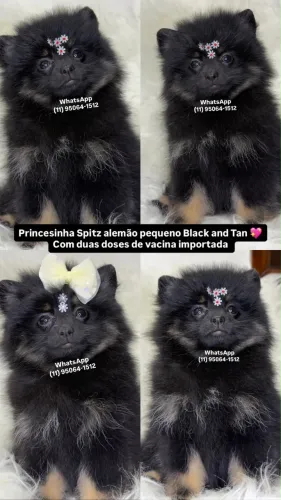 Lulu da Pomerania Fêmea 