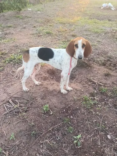 Vendo cachorra americana 