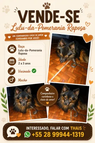 Cachorro Lulu da Pomerânia Raposa