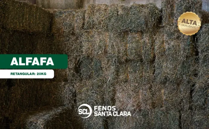 Feno Alfafa 20kg | Terenos-MS