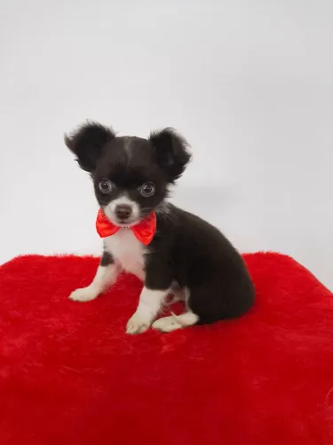 Chihuahua filhote macho chocolate