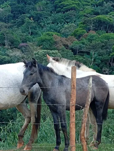 Vende-se potra mestiça a mangalarga 