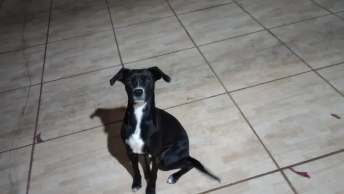 Cachorro para Adoção!