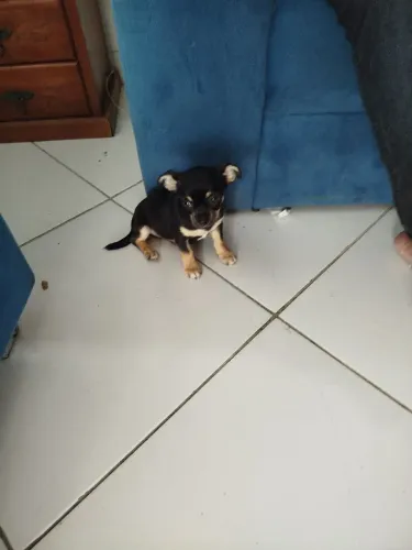Chihuahua cabeça de maçã, macho Black!!