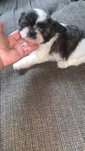 Shih Tzu 