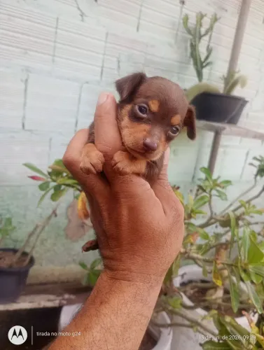 Pincher minhatura