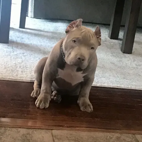 American Bully - Um Presente Que Faz Qualquer Dia Ficar Melhor 
