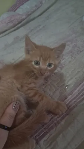 Doação de gato