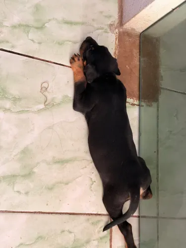 Cachorro