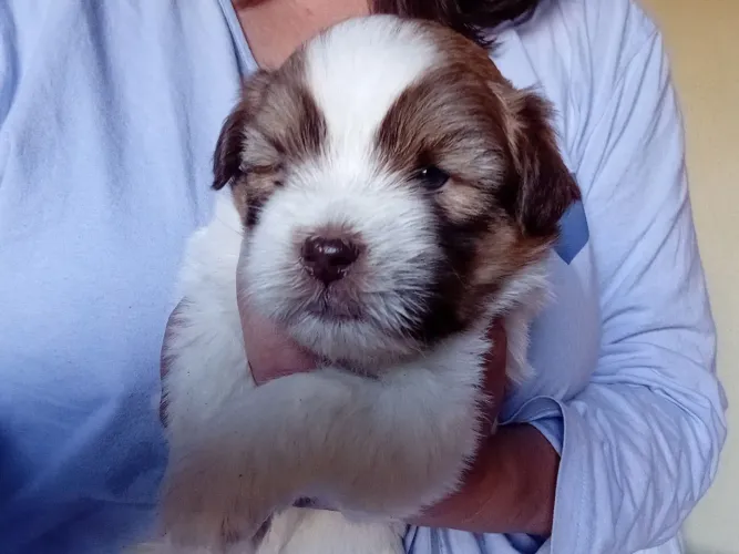 Lhasa apso