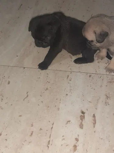 Filhote de Pug
