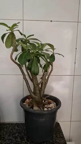 Vendo Rosa Do Deserto