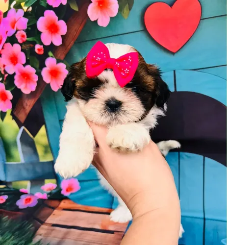 Shih tzu fêmeas lindas pronta entrega