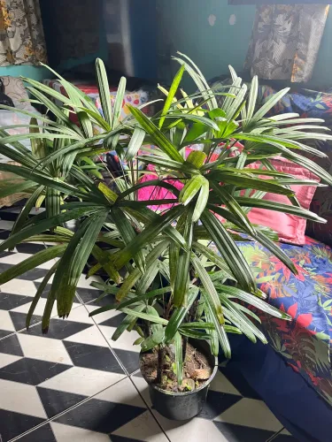 Vende se palmeira