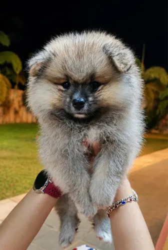 Lindo filhotinho de Spitz alemão
