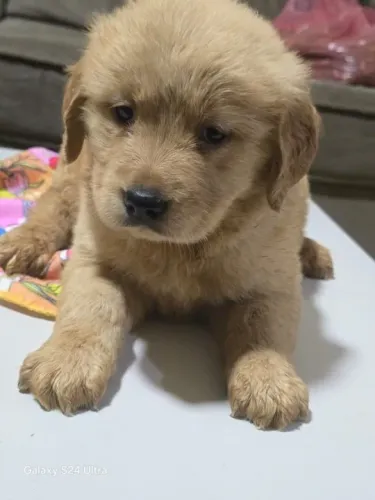 Golden Retriever,Golden Retriever Filhote Disponível Alta Qualidade
