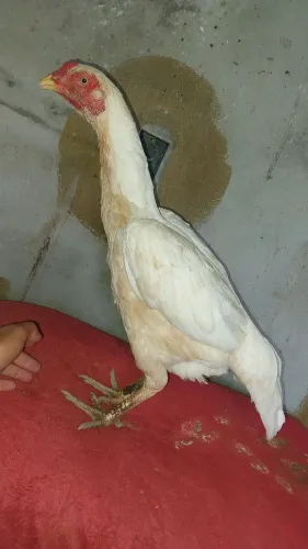 Vendo galinhas 80 cada