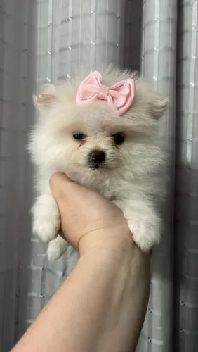 Spitz alemão com pedigree