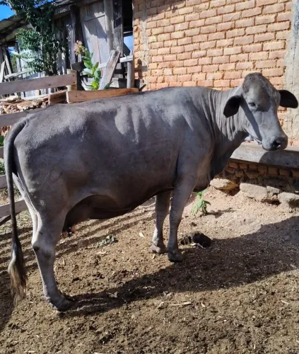 Vacas disponíveis