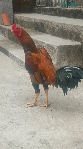Galo coca muito lindo