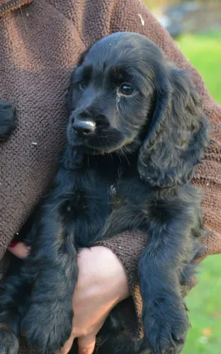 Filhote de Cocker spaniel o parceiro carinhoso que adora estar em família